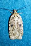 Agonopterix arenella