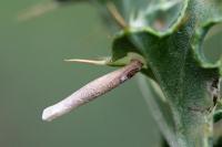 Coleophora peribenanderi