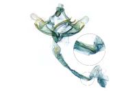 Coleophora peribenanderi