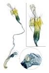Coleophora peribenanderi