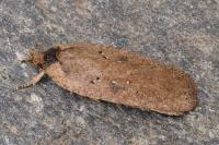 Agonopterix scopariella