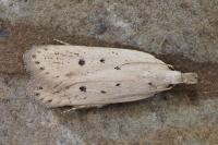 Nothris verbascella