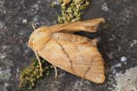 Apoda limacodes