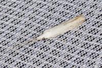 Coleophora albidella