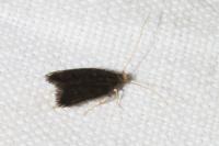 Eurodachtha siculella