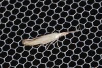 Coleophora ibipennella