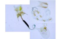Coleophora ibipennella