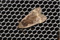 Anacampsis populella