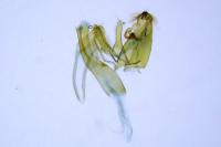 Anacampsis populella