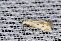 Elachista biatomella