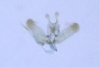 Elachista biatomella