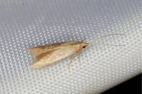 Coleophora flavipennella