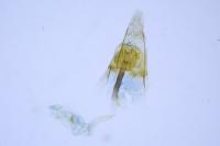Coleophora flavipennella