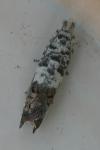 Cydia gr. succedana