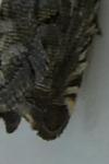 Cydia gr. succedana