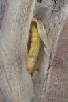 Phyllonorycter mespilella