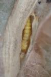 Phyllonorycter mespilella