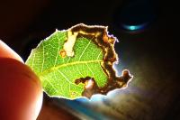 Stigmella suberivora