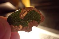 Stigmella suberivora