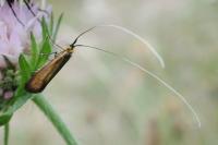 Nemophora metallica