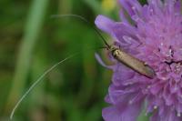 Nemophora metallica