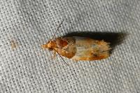 Epinotia festivana