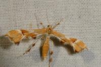 Cnaemidophorus rhododactylus