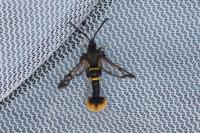 Synanthedon andrenaeformis