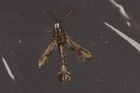 Chamaesphecia leucopsiformis