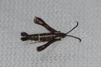 Chamaesphecia leucopsiformis