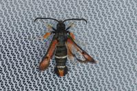 Pyropteron chrysidiforme