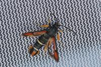 Pyropteron chrysidiforme