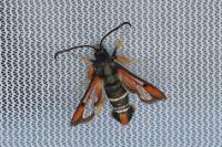 Pyropteron chrysidiforme