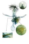 Stomopteryx spathulella