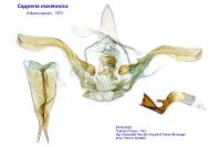 Capperia maratonica