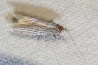 Coleophora