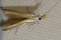 Coleophora