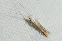 Coleophora