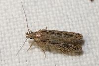 Gelechia senticetella