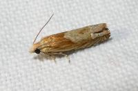 Eucosma conterminana