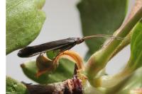 Coleophora albella