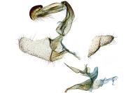 Coleophora albella