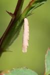 Coleophora gryphipennella