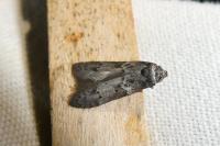 Blastobasis glandulella