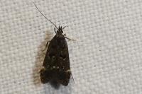 Dichomeris alacella