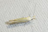 Coleophora