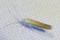 Coleophora