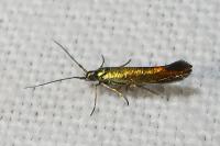 Coleophora