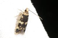 Oegoconia