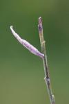 Coleophora calycotomella